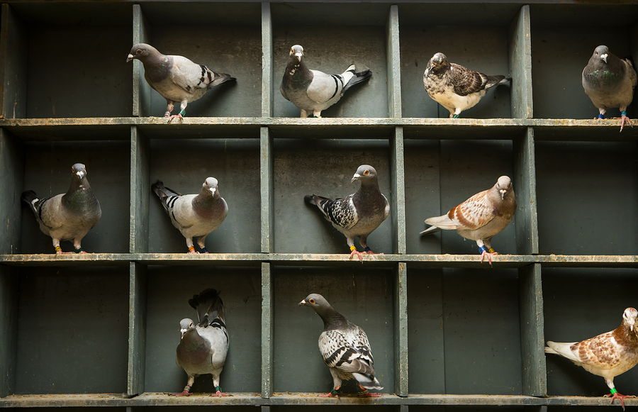 racing pigeon logo