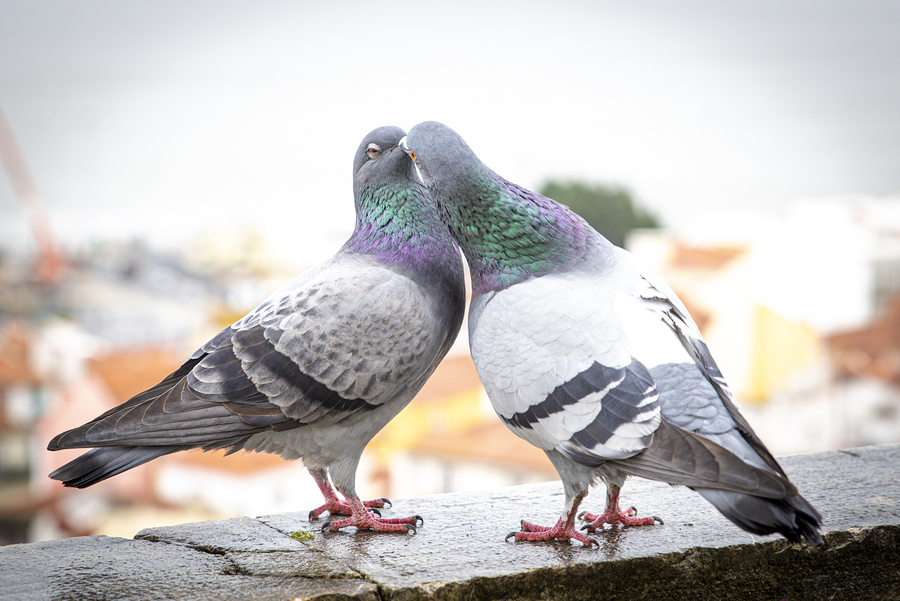 pairing-up-spartan-racing-pigeons